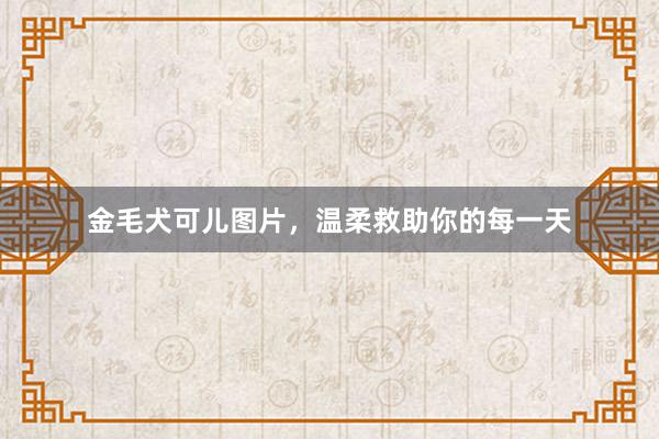金毛犬可儿图片,温柔救助你的每一天